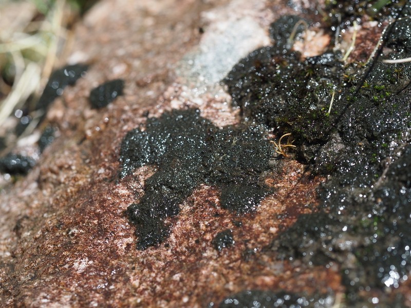 Thread Lichen photo 3