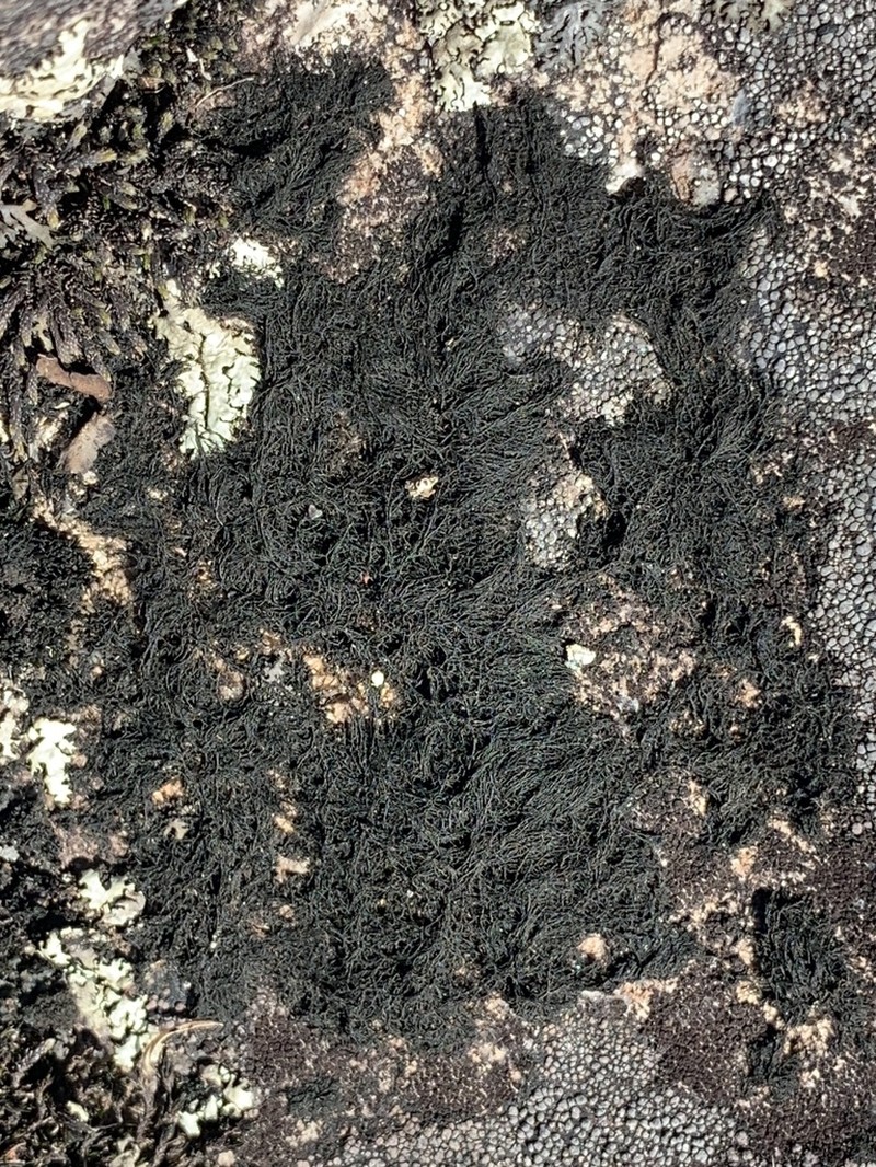Thread Lichen photo 4