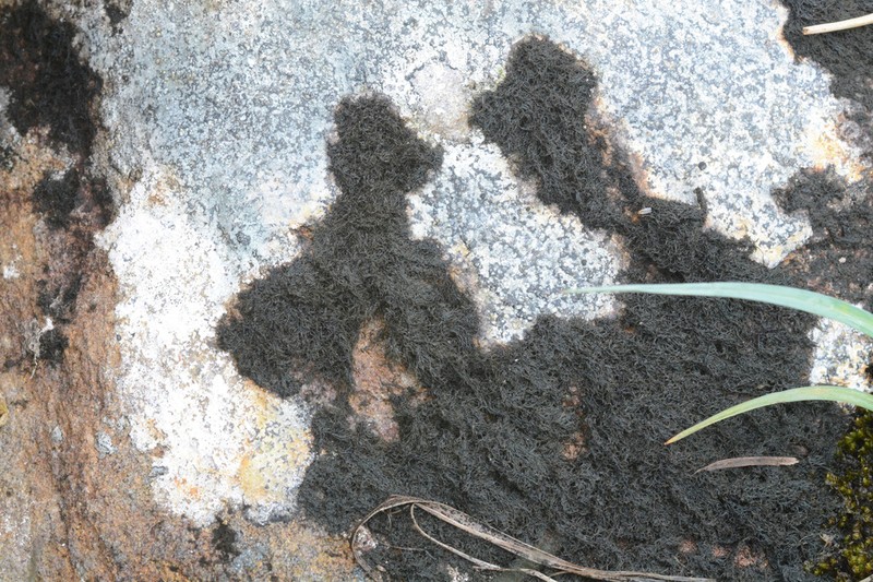 Thread Lichen photo 5