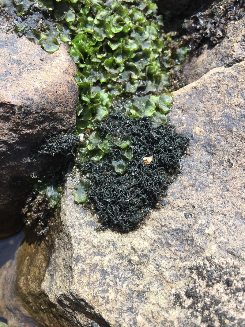 Thread Lichen photo 6