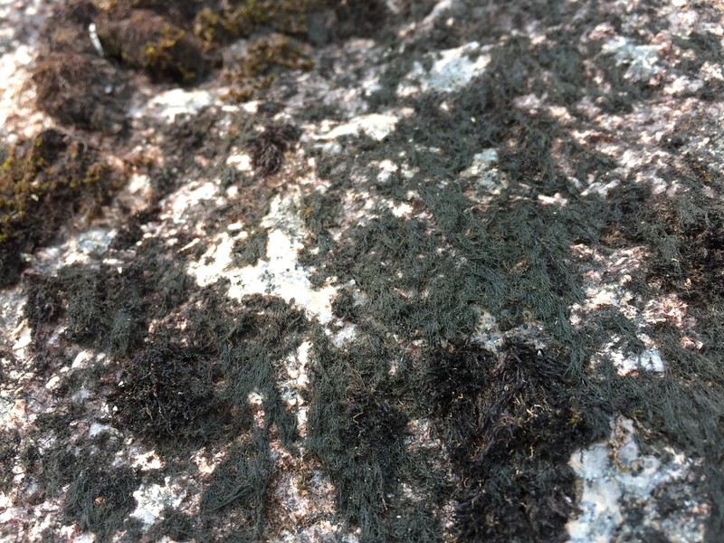 Thread Lichen photo 7