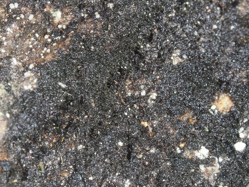 Thread Lichen photo 8