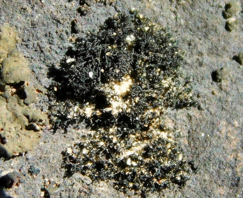 Thread Lichen