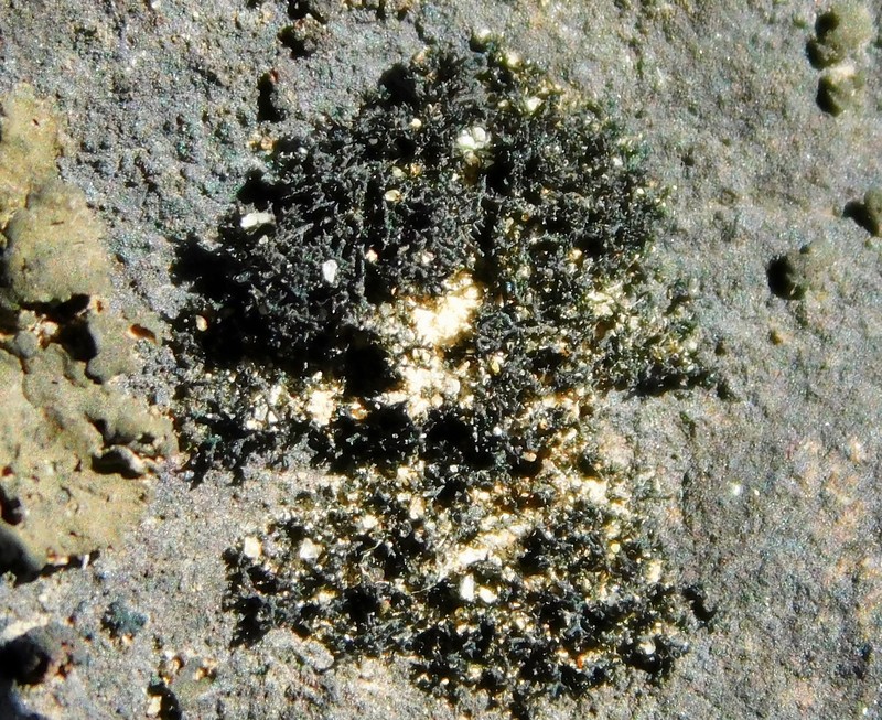 Thread Lichen photo 3