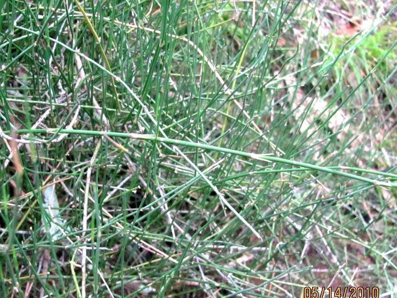 Clapweed