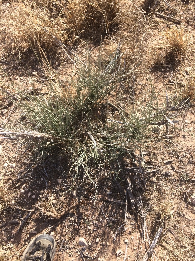 Clapweed photo 2