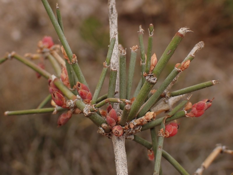 Clapweed photo 3