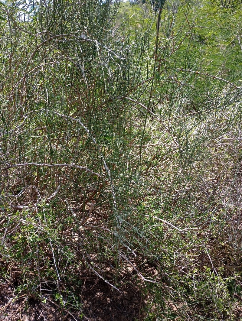 Clapweed photo 4