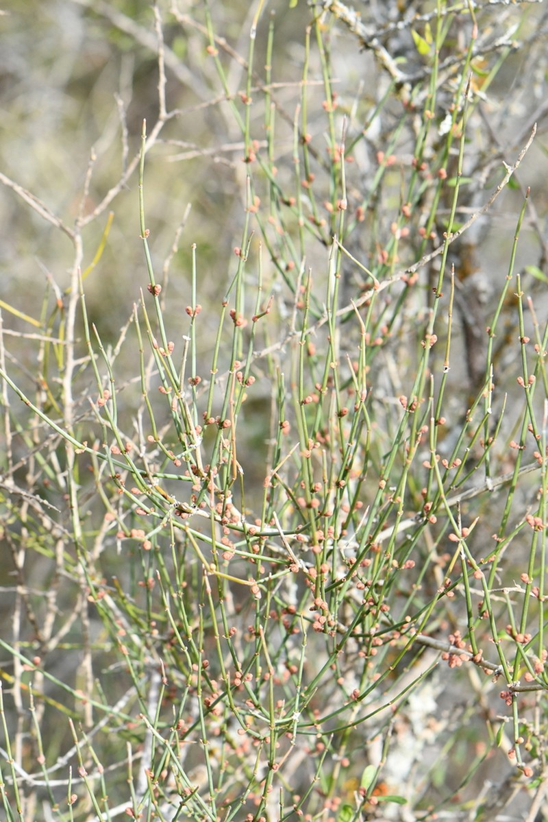 Clapweed photo 5