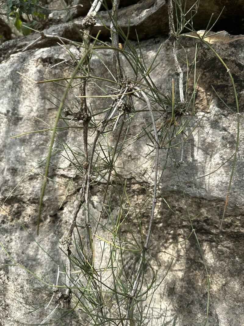 Clapweed photo 6