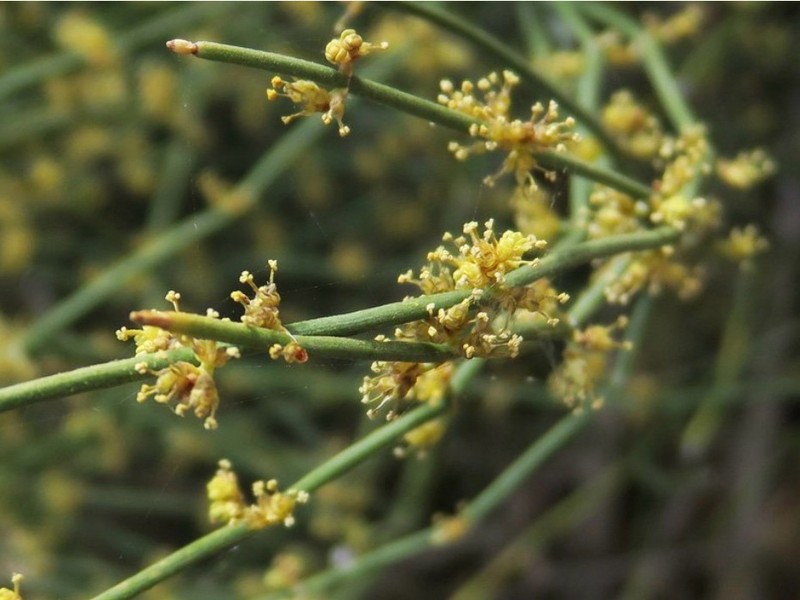 Ephedra aurea