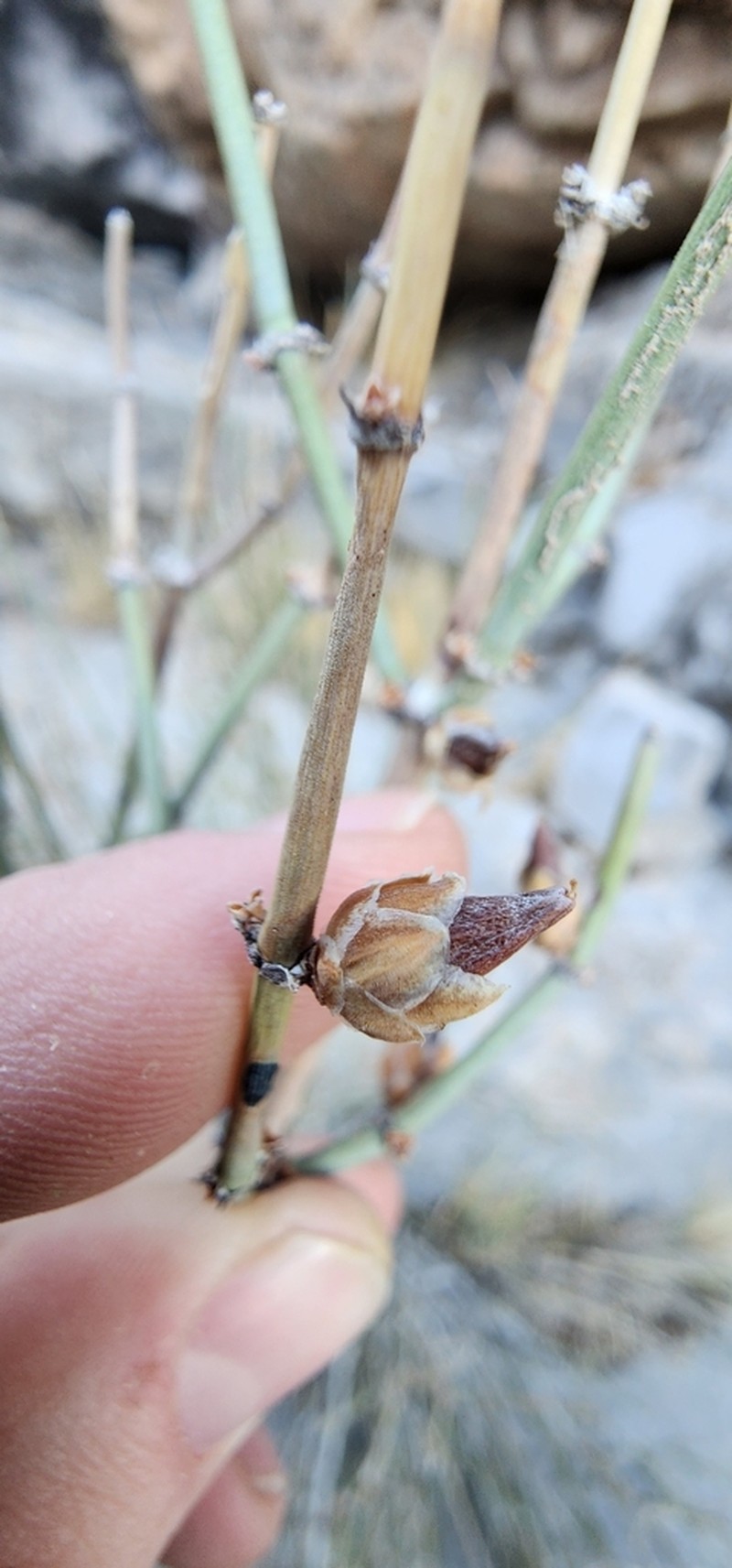 Ephedra fasciculata