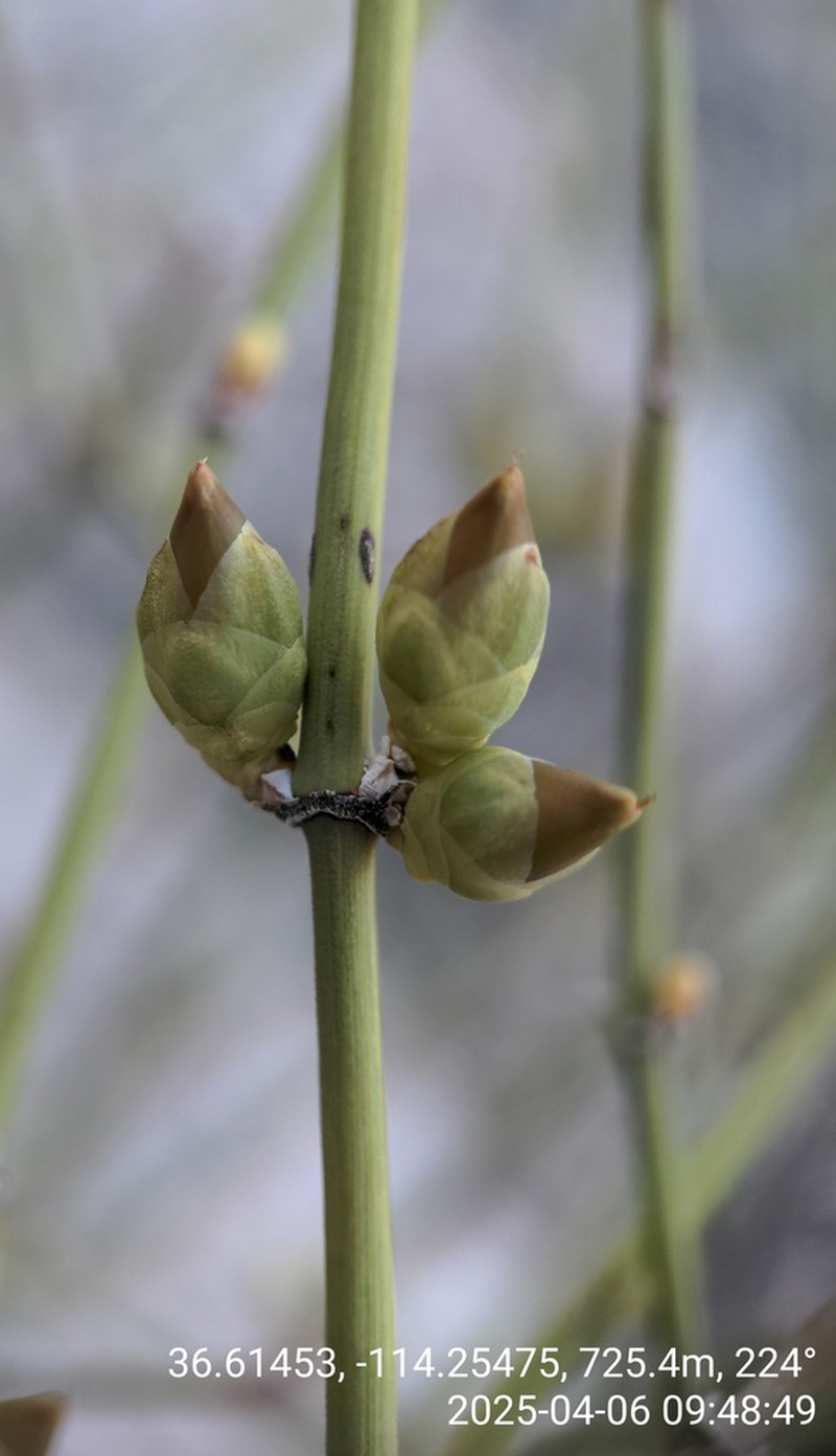 Ephedra fasciculata photo 2