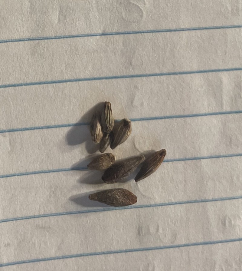 Ephedra fasciculata photo 3