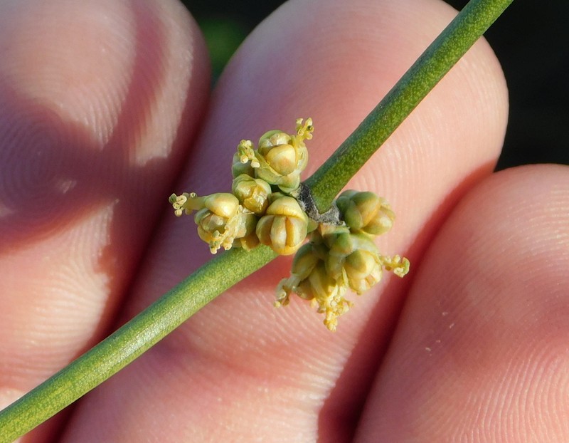 Ephedra fasciculata photo 4
