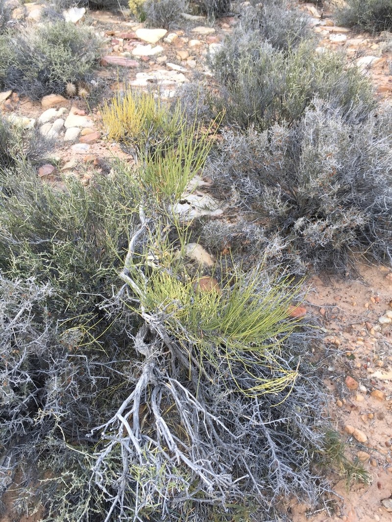 Ephedra fasciculata photo 5