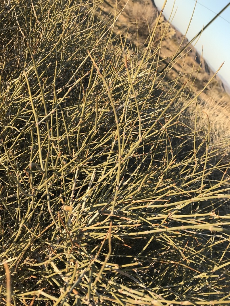 Ephedra fasciculata photo 6
