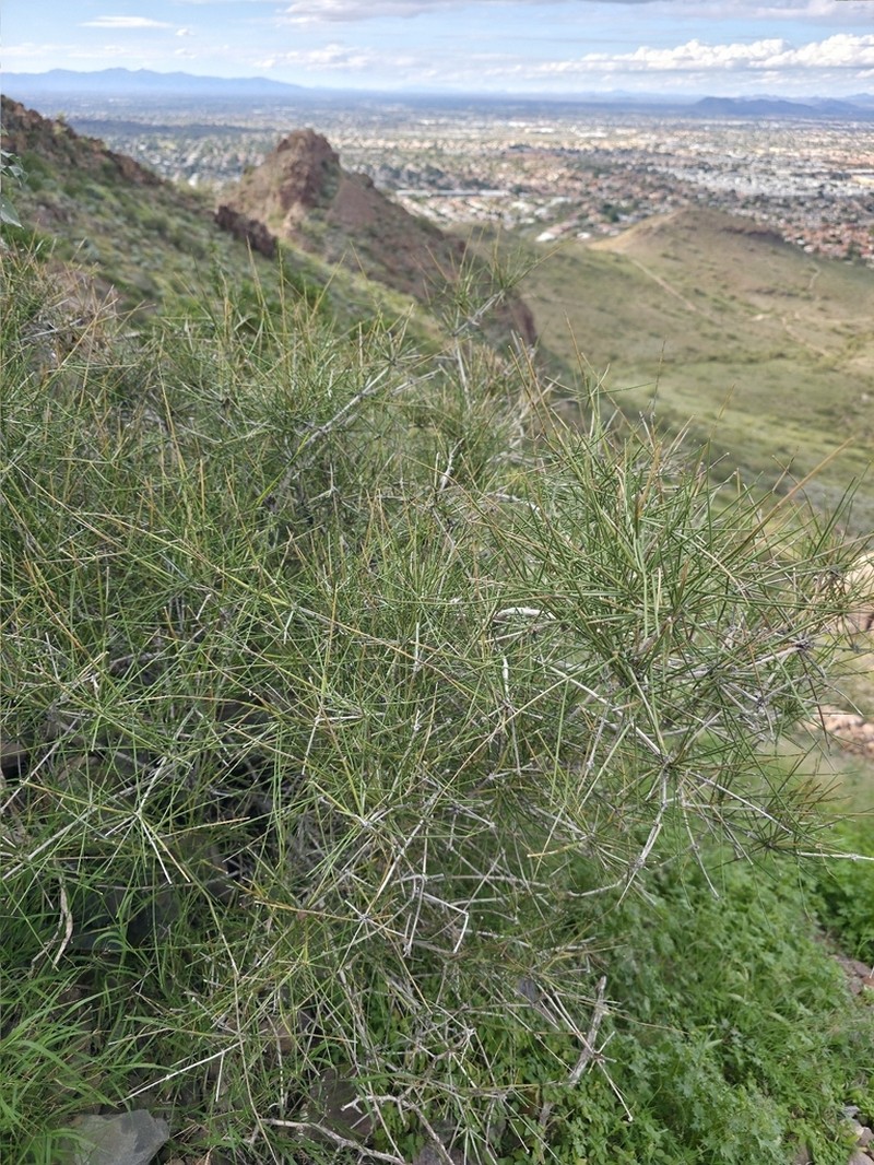 Ephedra fasciculata photo 7