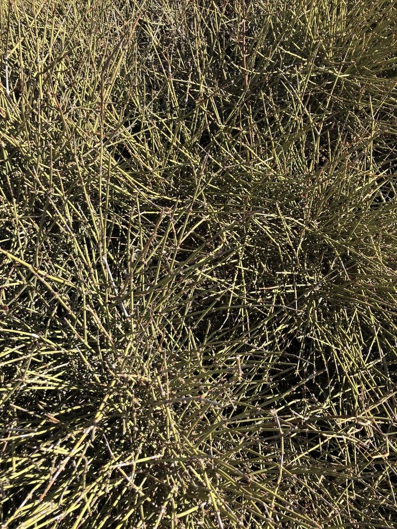Ephedra fasciculata photo 8