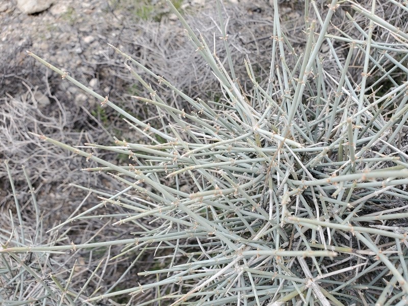 Death Valley Jointfir photo 5