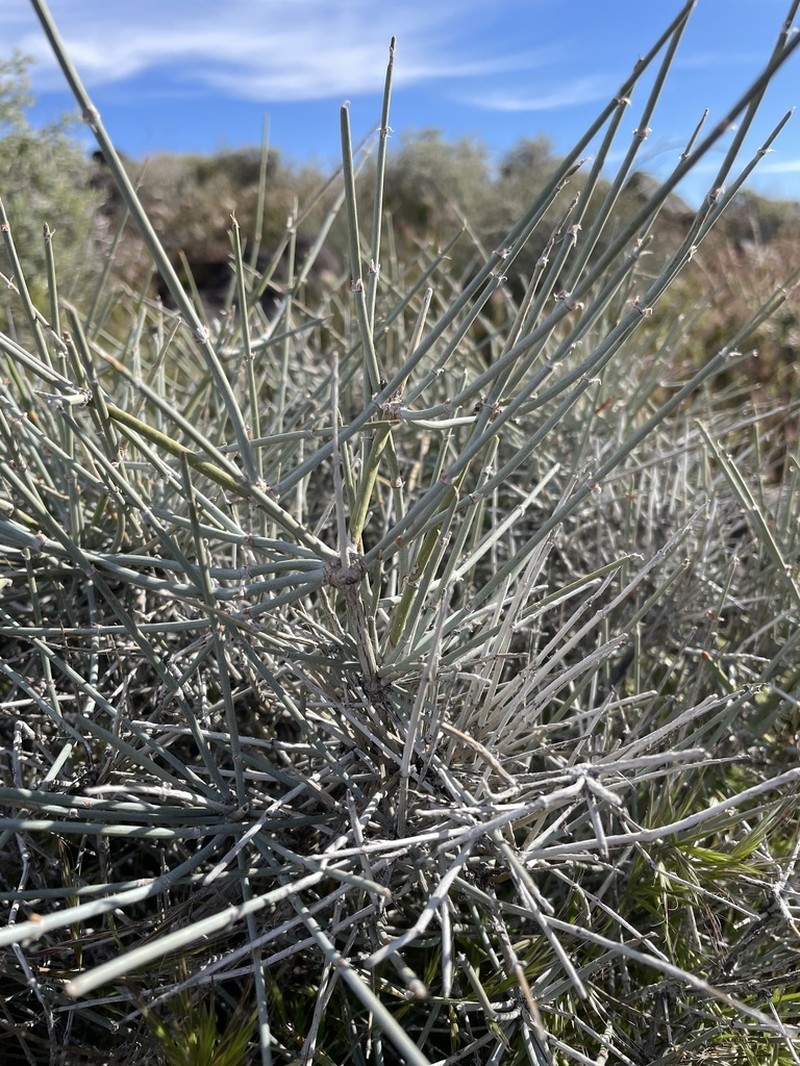 Death Valley Jointfir photo 6