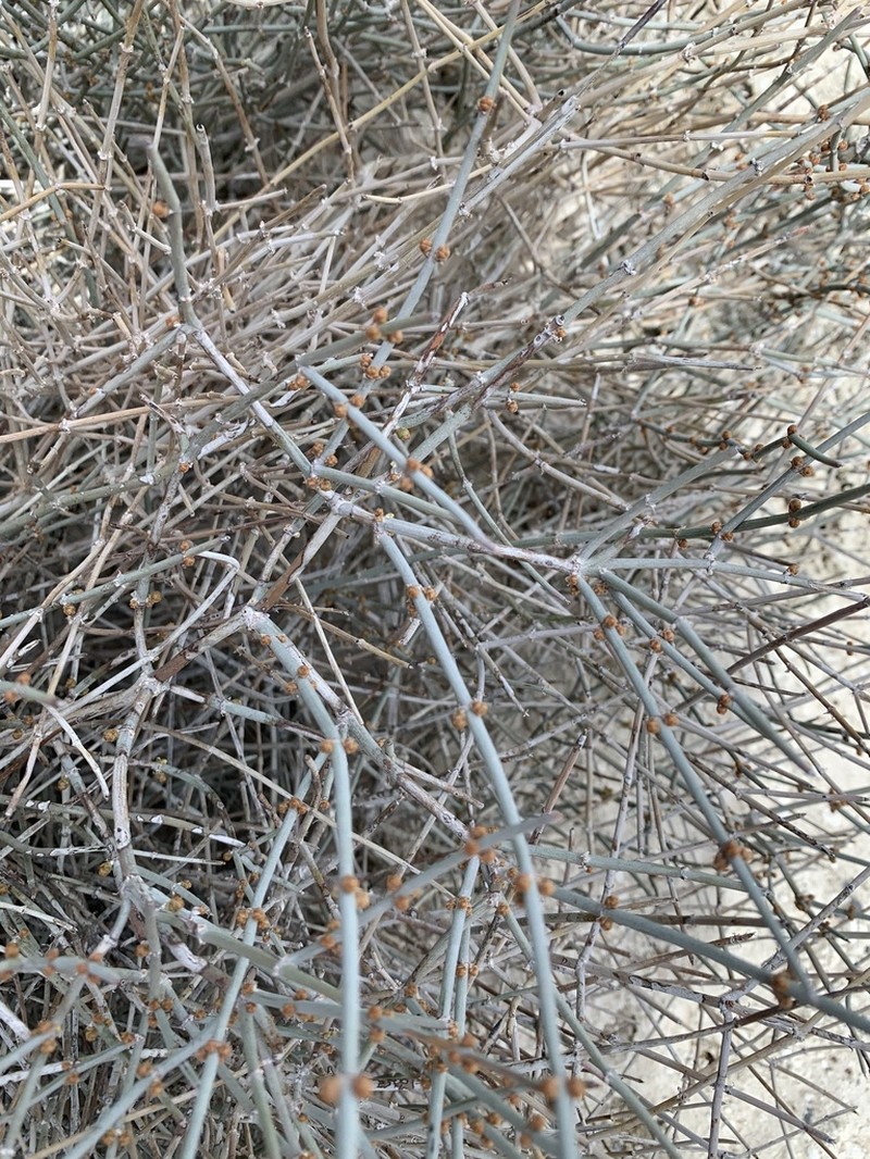 Death Valley Jointfir photo 8