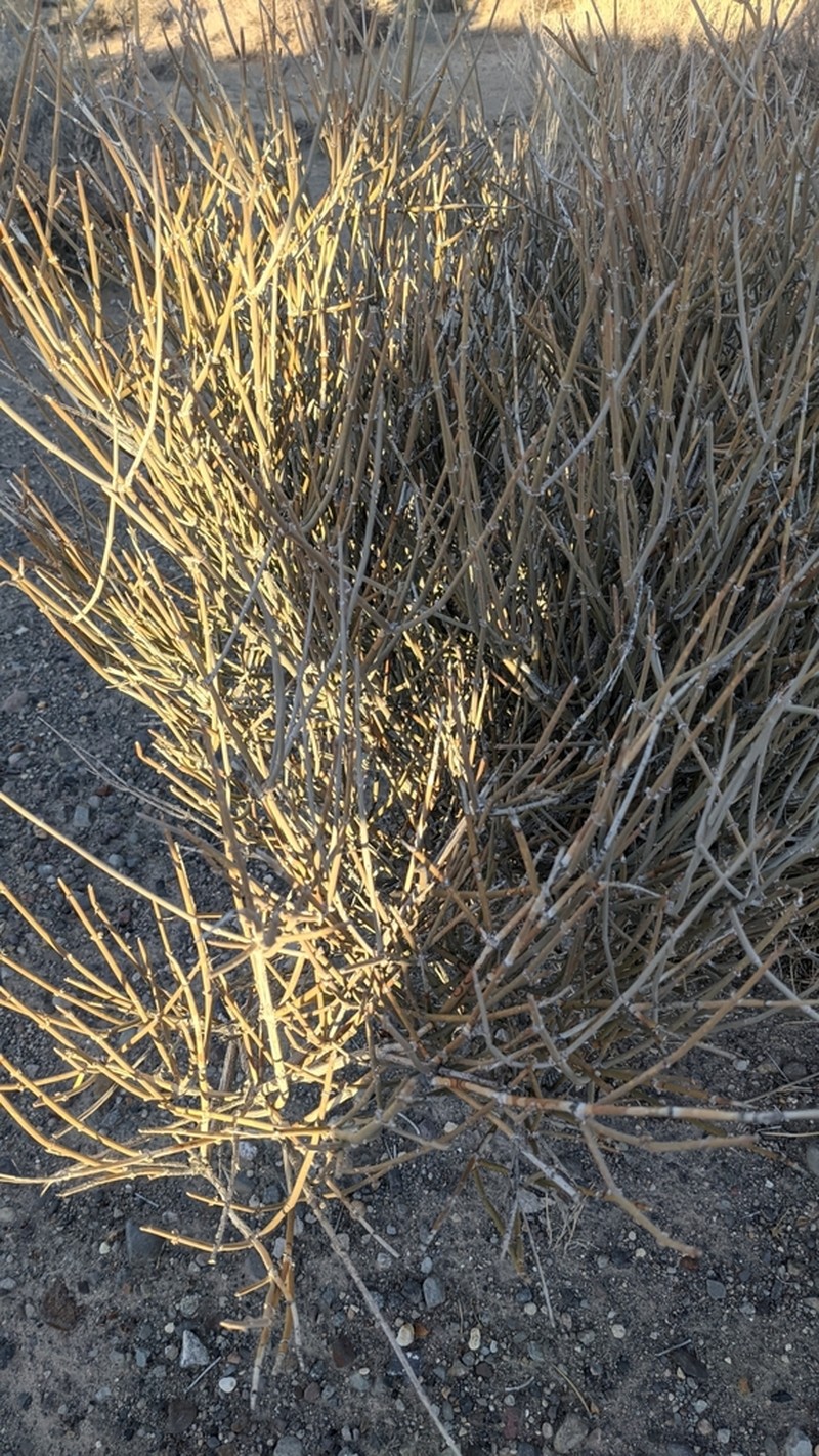 Nevada Jointfir photo 3