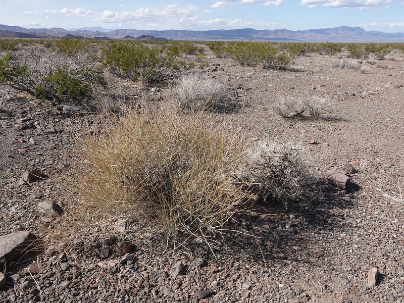 Nevada Jointfir photo 4