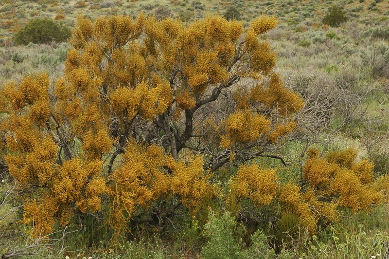 Nevada Jointfir photo 5