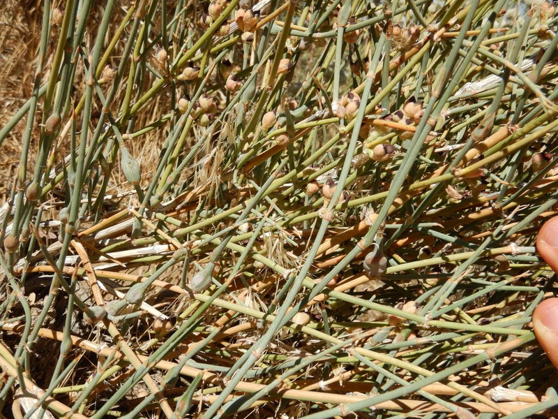 Nevada Jointfir photo 6