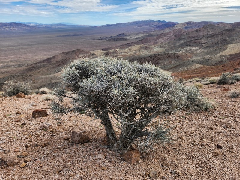Nevada Jointfir photo 8