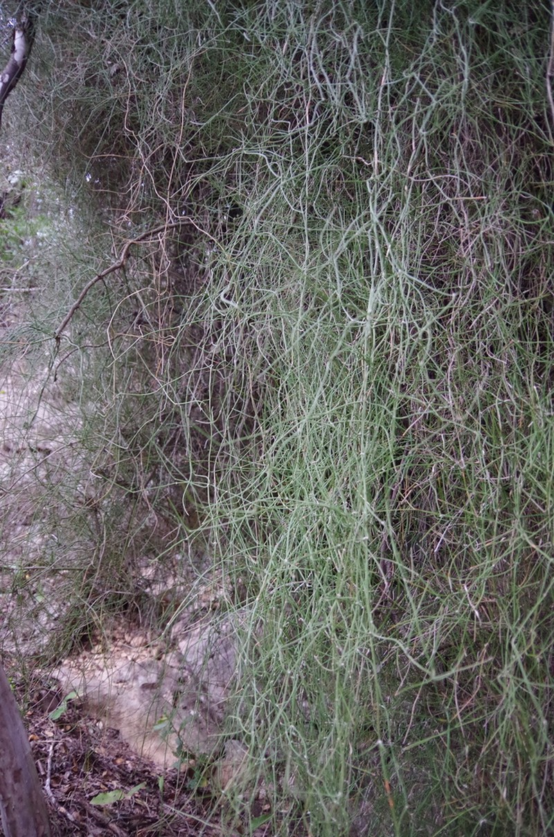 Vine Jointfir