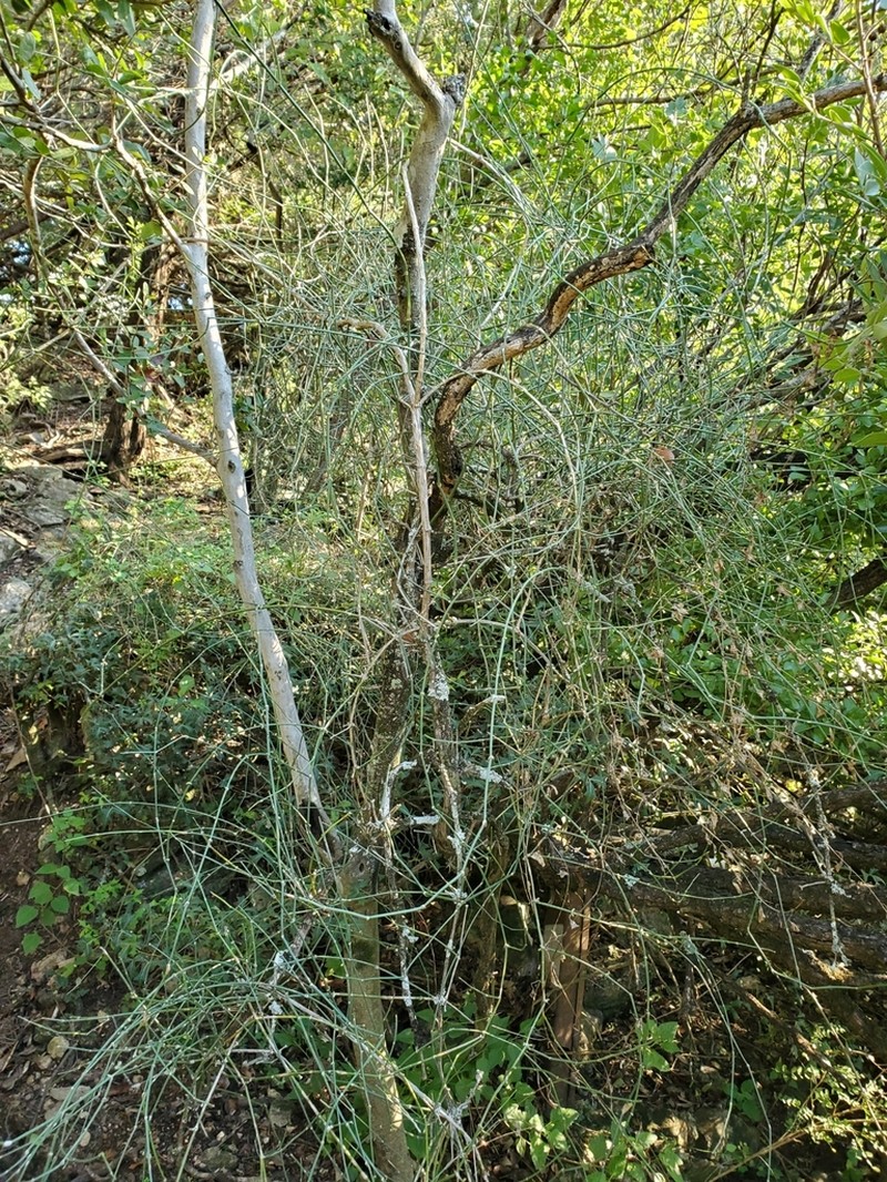 Vine Jointfir photo 2