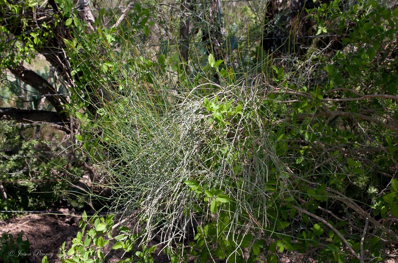 Vine Jointfir photo 3