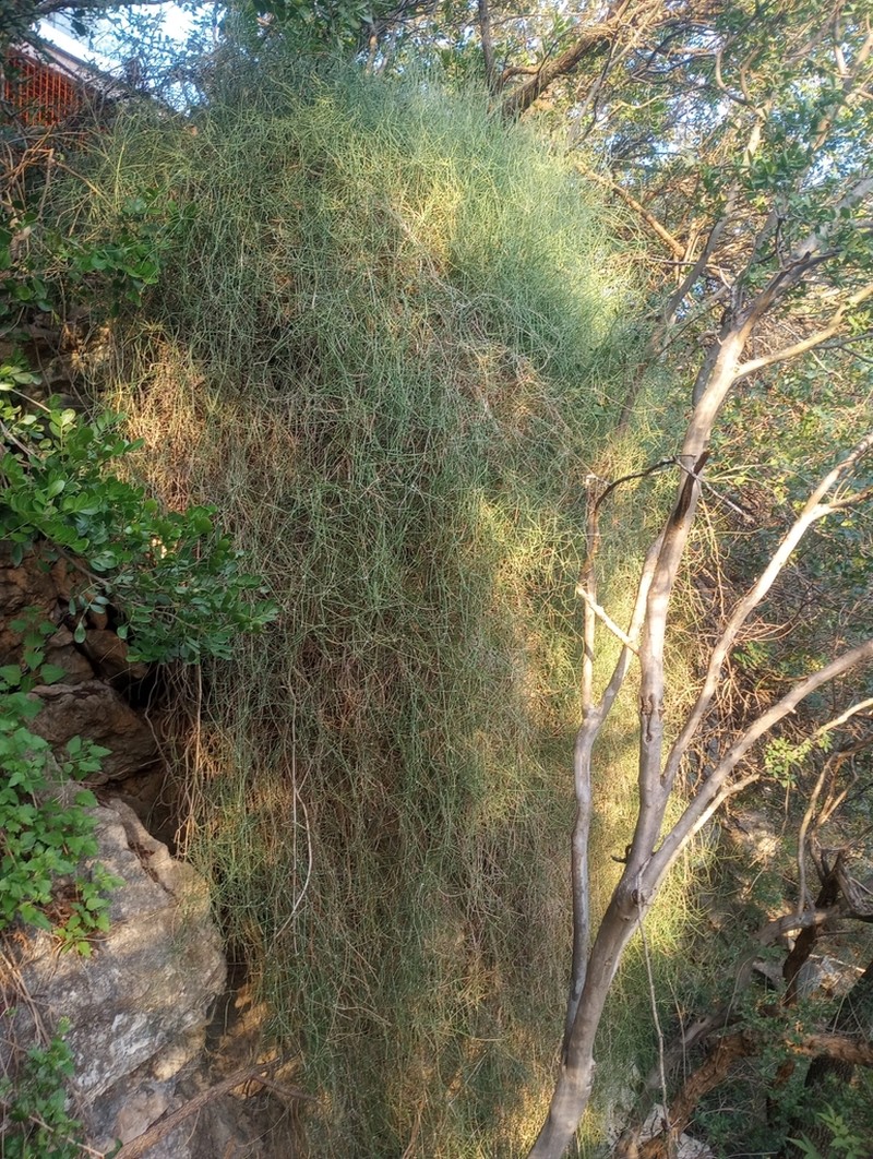 Vine Jointfir photo 5