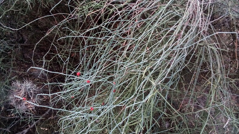 Vine Jointfir photo 7
