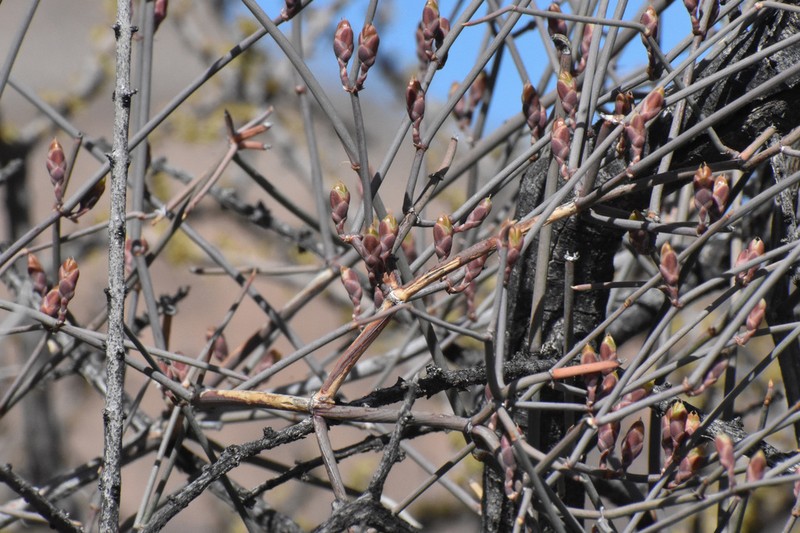 Vine Jointfir photo 8