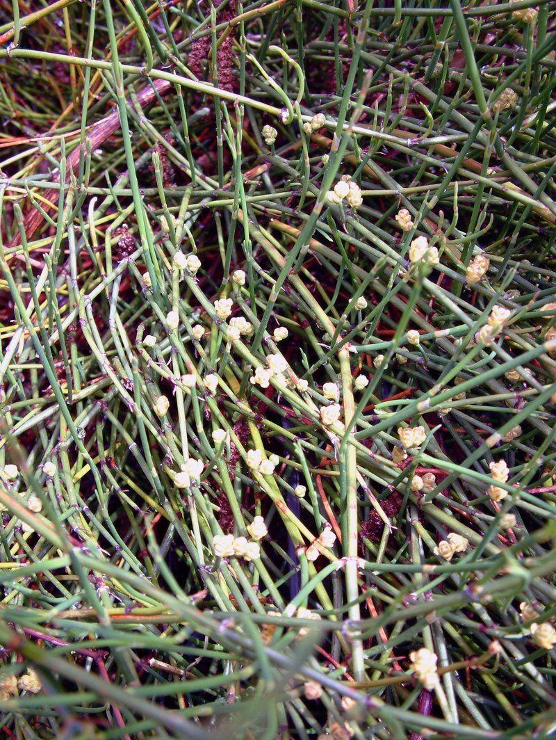 Chinese Ephedra