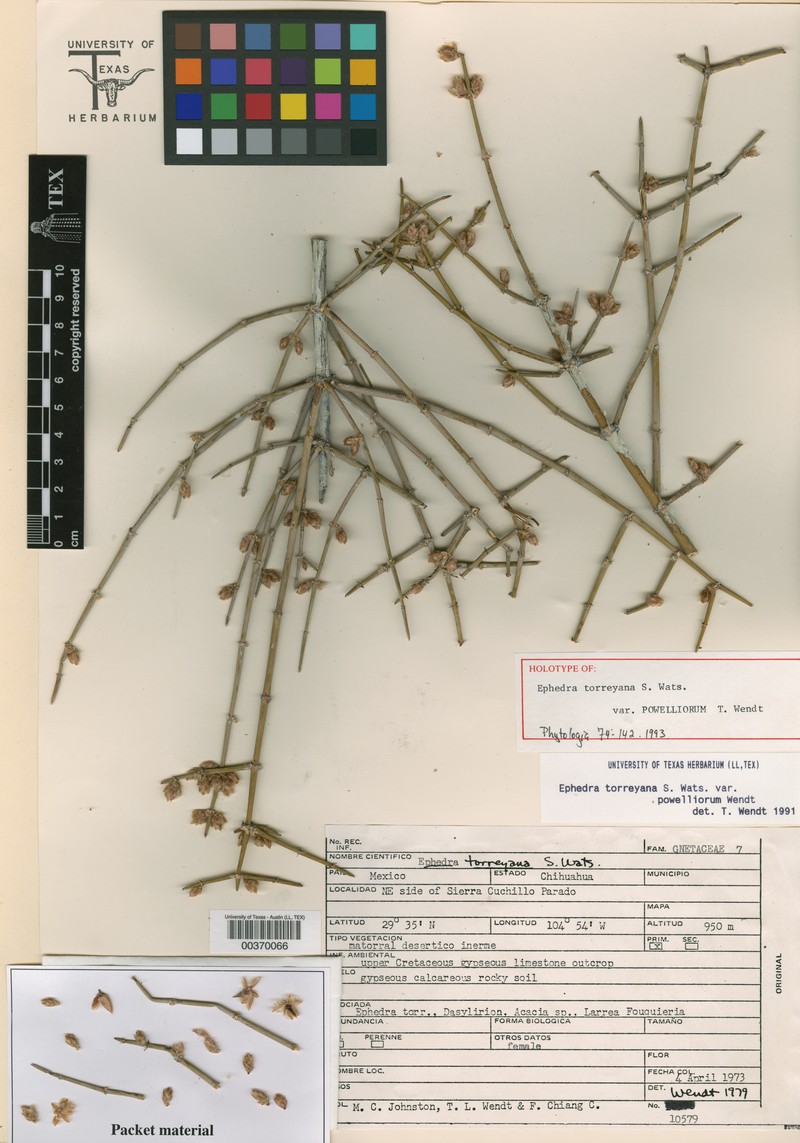 Ephedra torreyana var. powelliorum