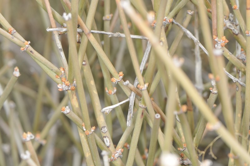 Ephedra torreyana var. torreyana