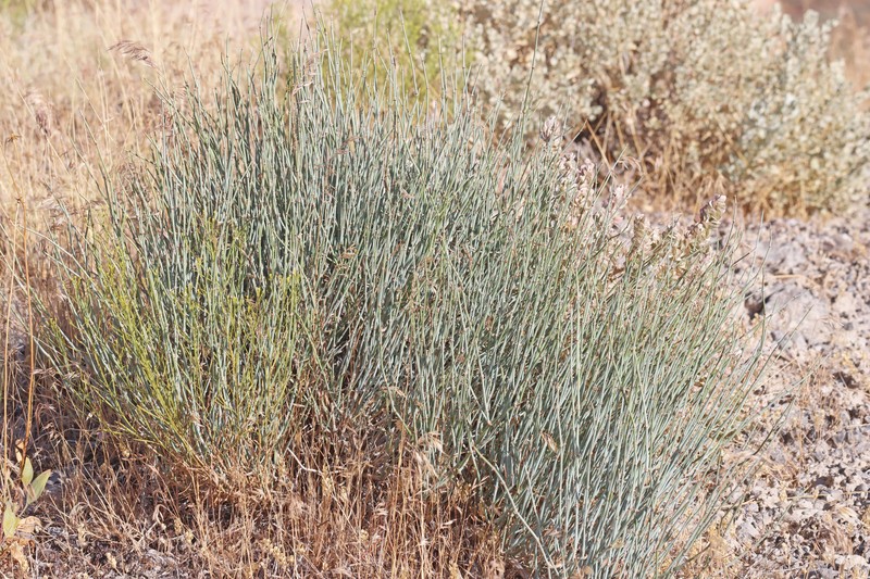 Ephedra torreyana var. torreyana photo 2