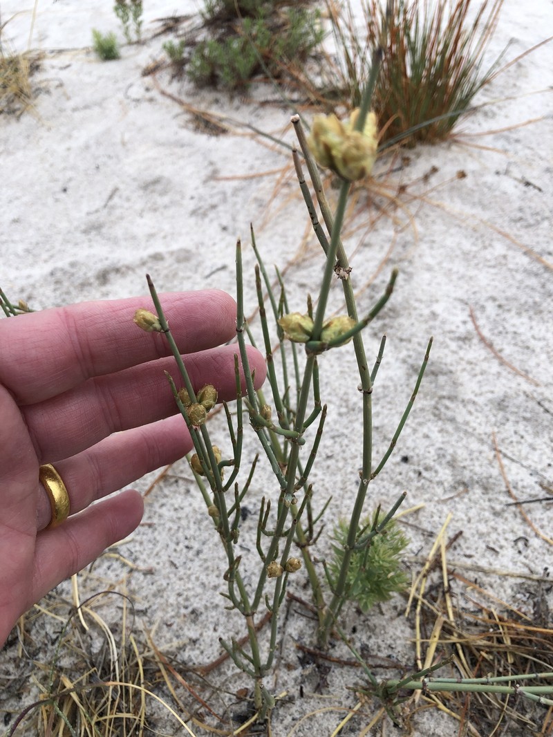 Ephedra torreyana var. torreyana photo 3