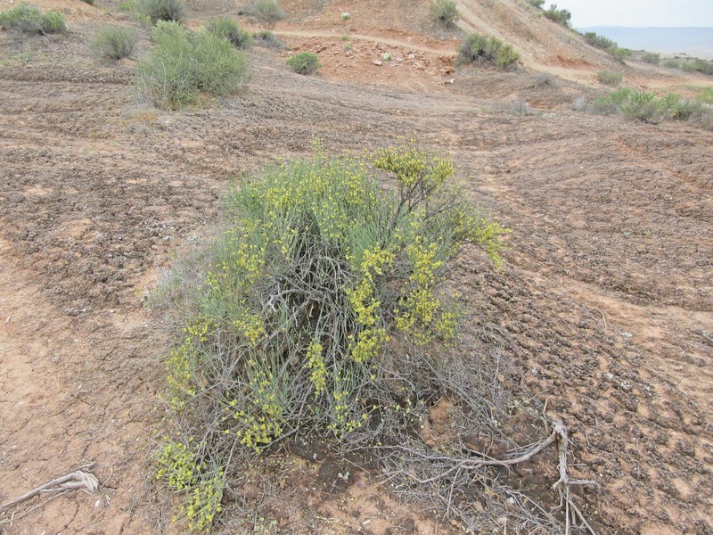 Ephedra torreyana var. torreyana photo 4