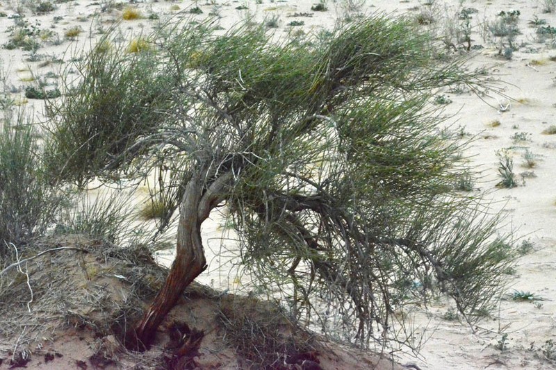 Longleaf Jointfir