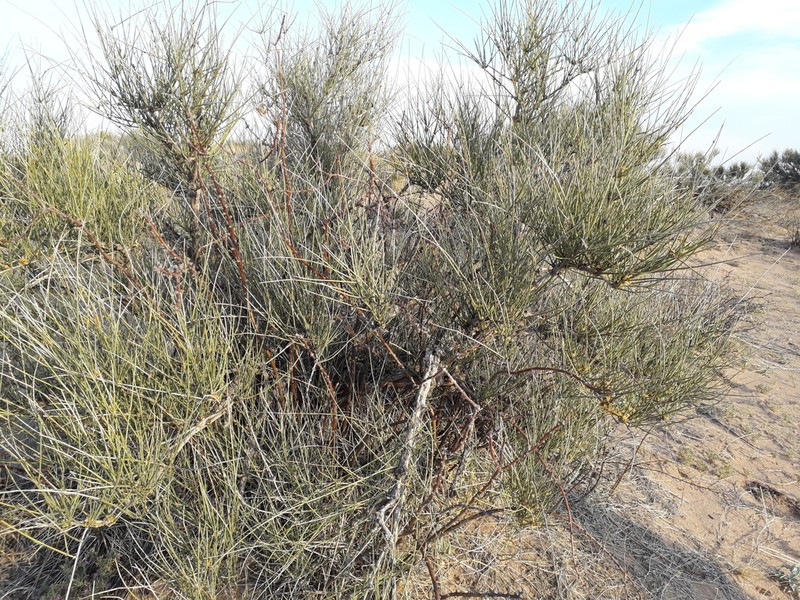 Longleaf Jointfir photo 2