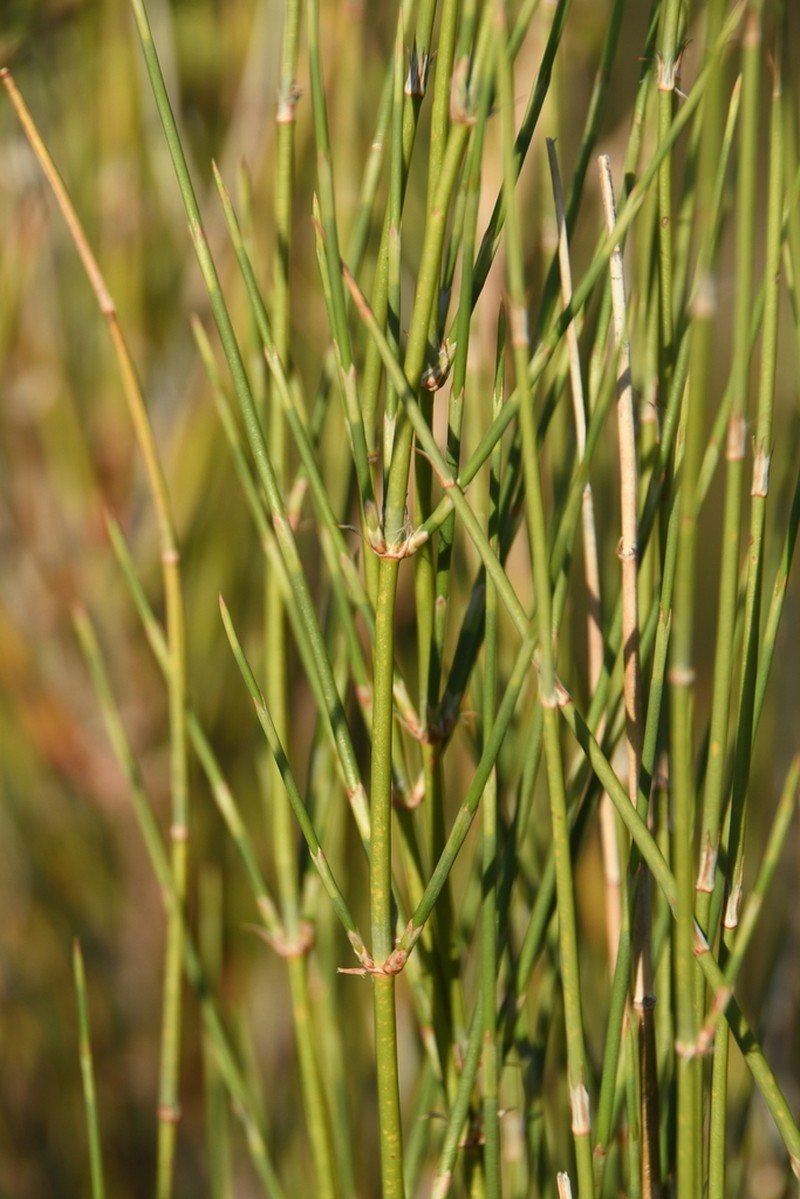 Longleaf Jointfir photo 3