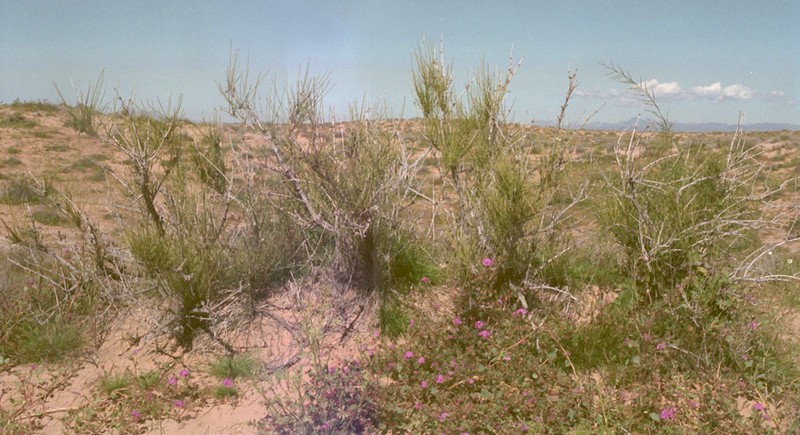 Longleaf Jointfir photo 4