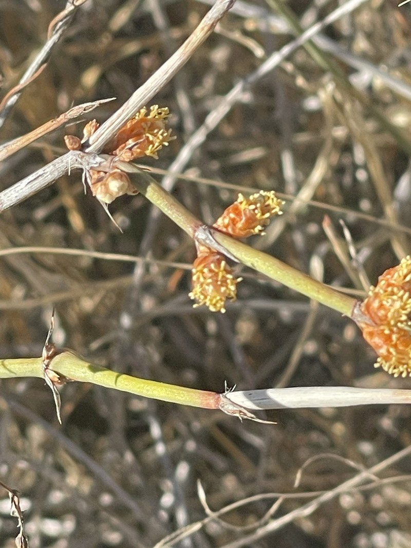 Longleaf Jointfir photo 5