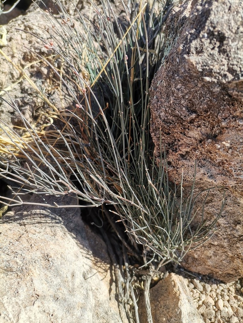 Longleaf Jointfir photo 6