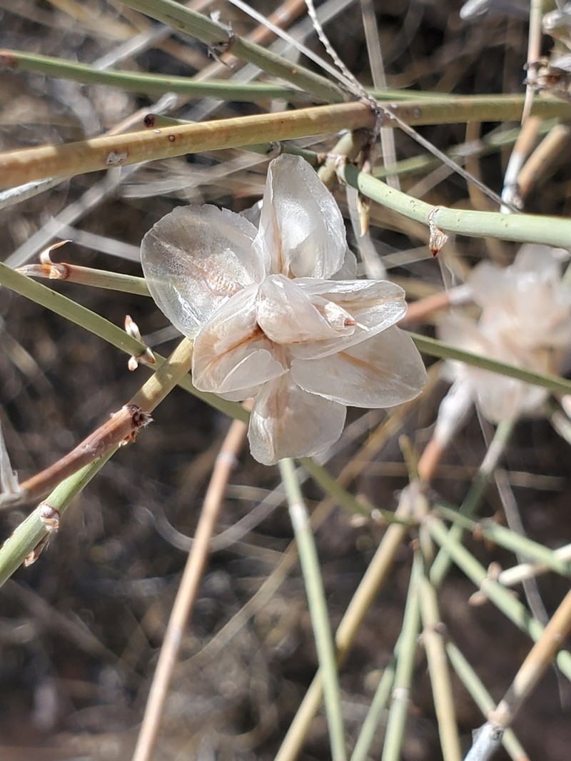 Longleaf Jointfir photo 8